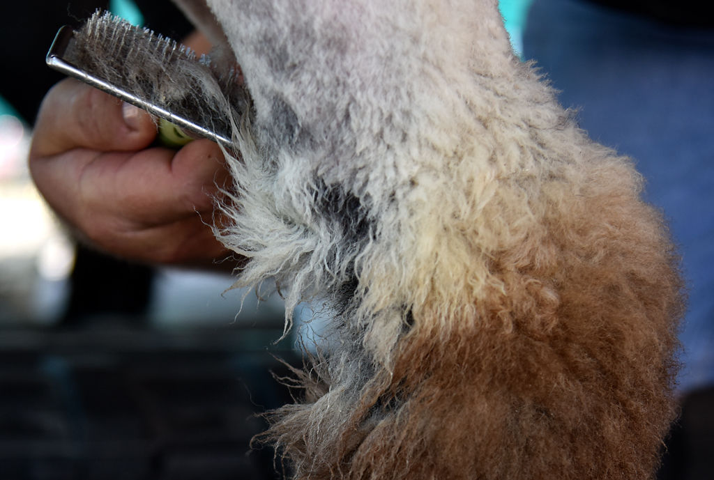 Mackenzie Lewis's father brushes the leg hair of his daughter's sheep